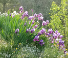 wild irises